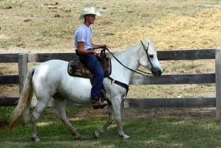 Cowboy Horse Ranch