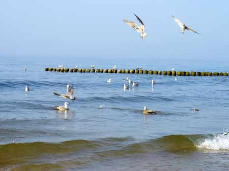 Die Ostsee mit Möwen