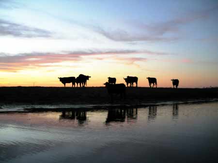 Texas Cattle Ranch - Urlaub